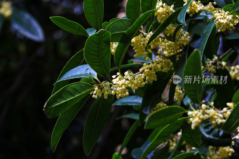 金秋时节桂花盛开