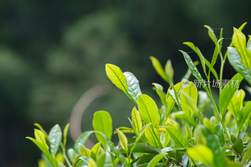 生态茶叶茶树茶园茶文化