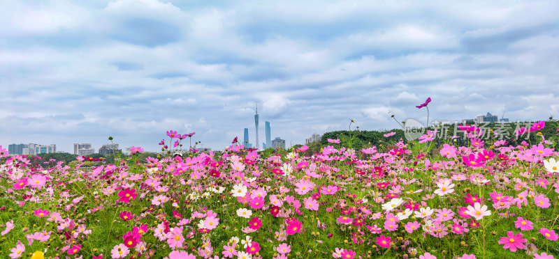 广州市海珠湖公园内盛开的格桑花