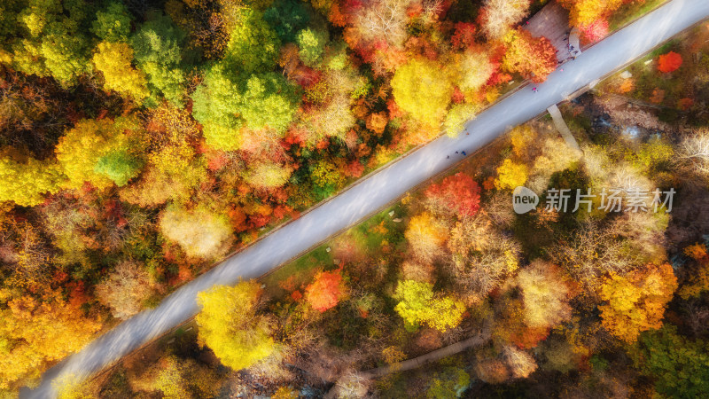 笔直的公路穿过秋季的森林