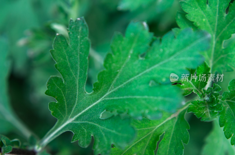 野菊花的叶子