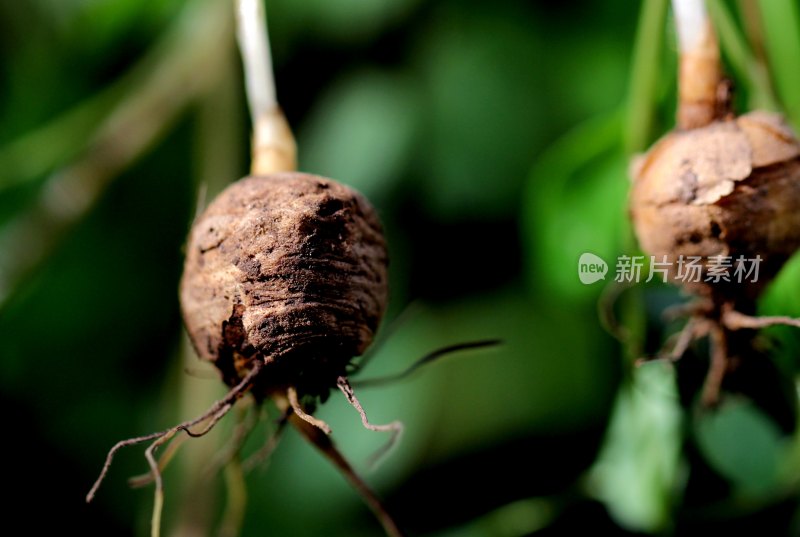 野生中药材元胡的花朵和果实