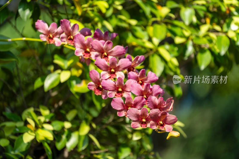 粉红石斛兰花串