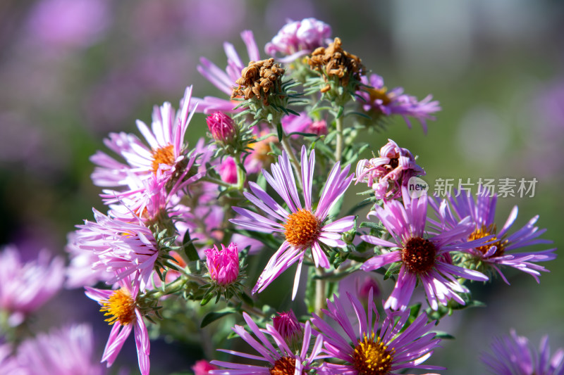 紫菀花海，秋日粉紫色菊花盛开