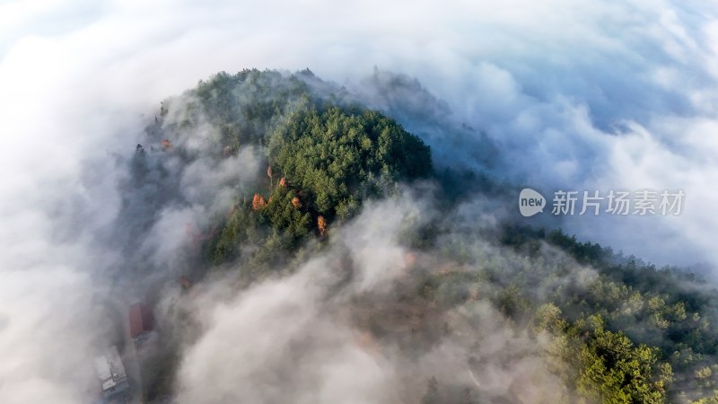 贵州沿河：红花盖下雾正浓