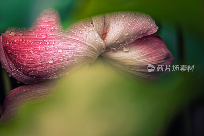 雨后荷花上的水珠