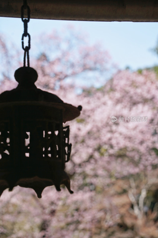 日本，川越喜多院，古建筑与樱花，垂枝樱