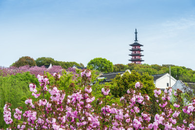 春天苏州吴中区光福铜观音寺千年佛塔与晚樱