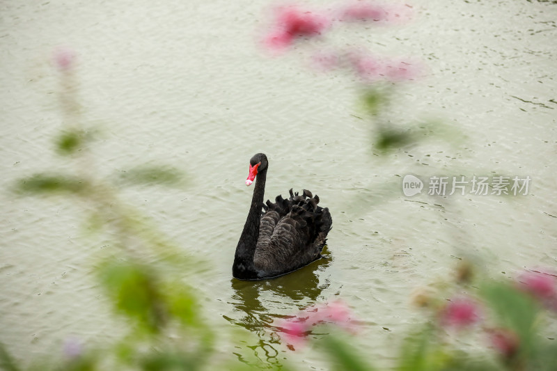 黑天鹅在湖边