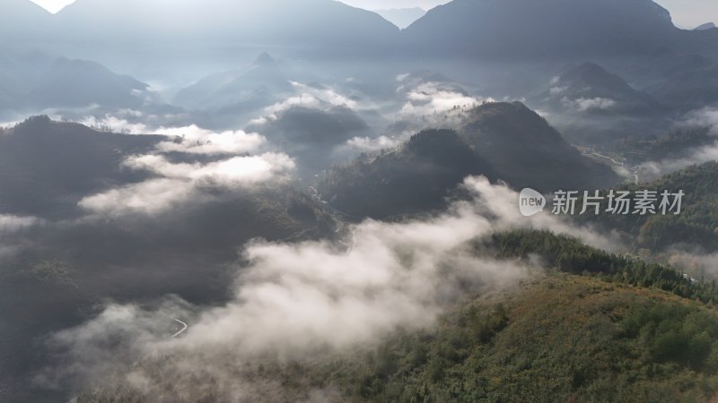 重庆酉阳：雾中枫叶红似火