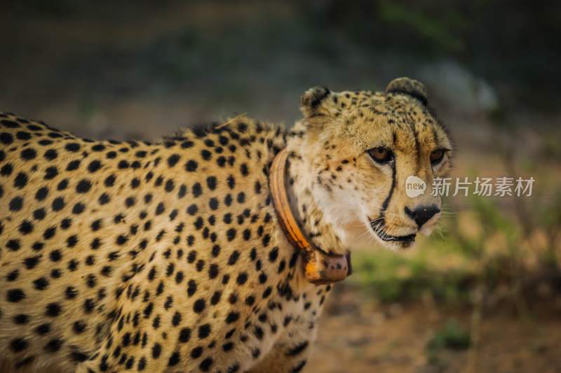 野生动物豹子猎豹猎食动物