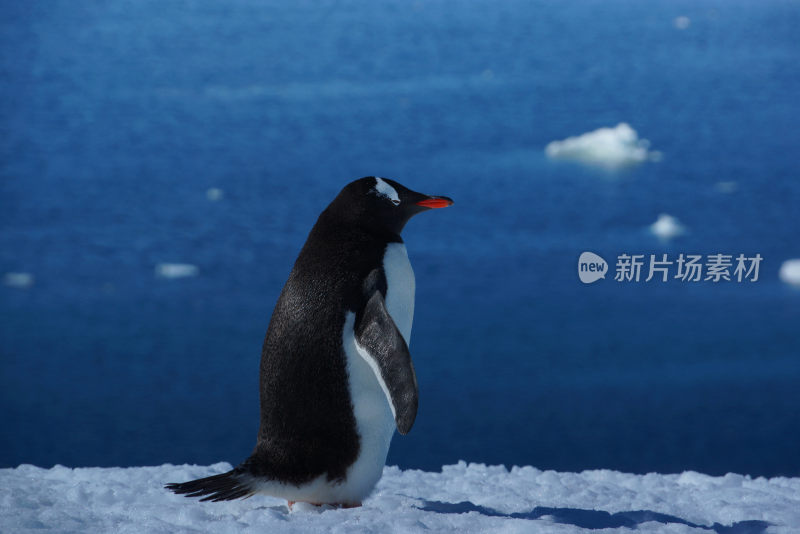 南极企鹅站立冰雪之上