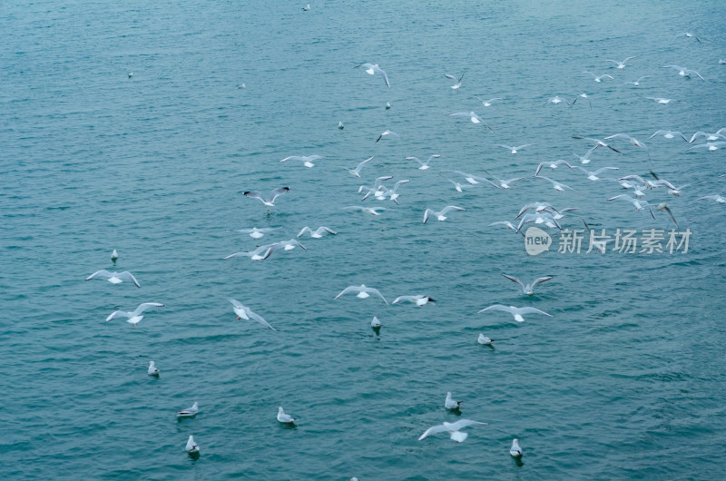 蔚蓝的大海上一群海鸥飞翔