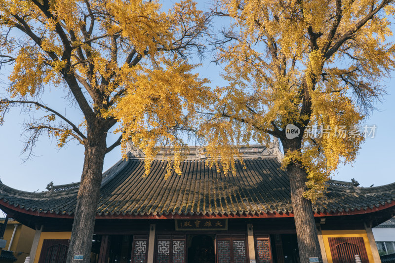 苏州定慧寺银杏树与寺庙建筑屋檐