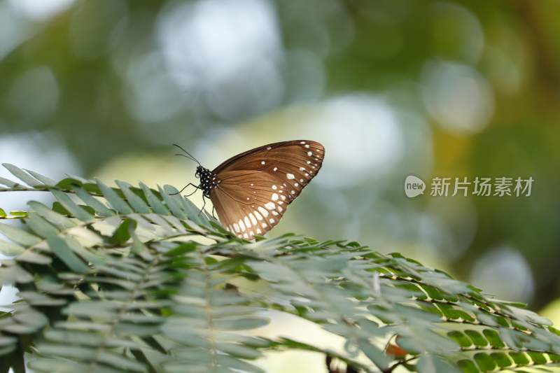 觅食的蝴蝶