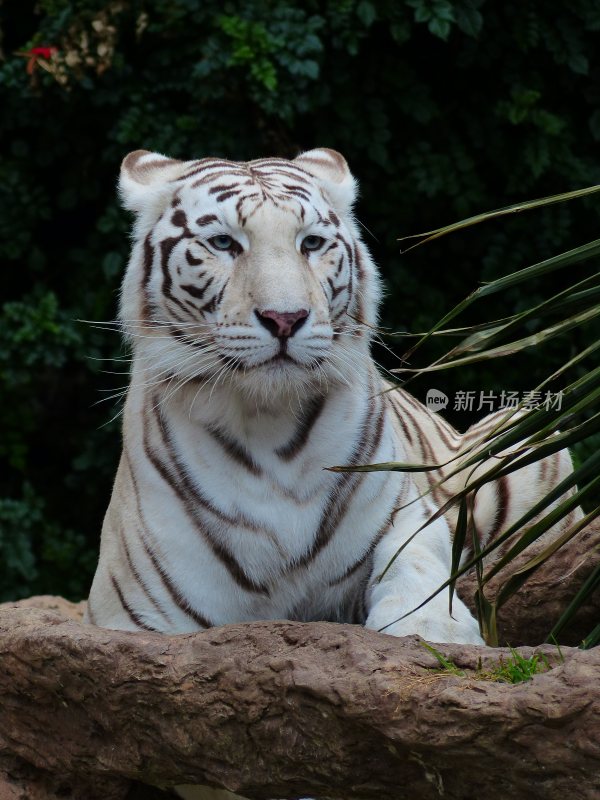 百兽之王老虎猛虎东北虎白虎虎威