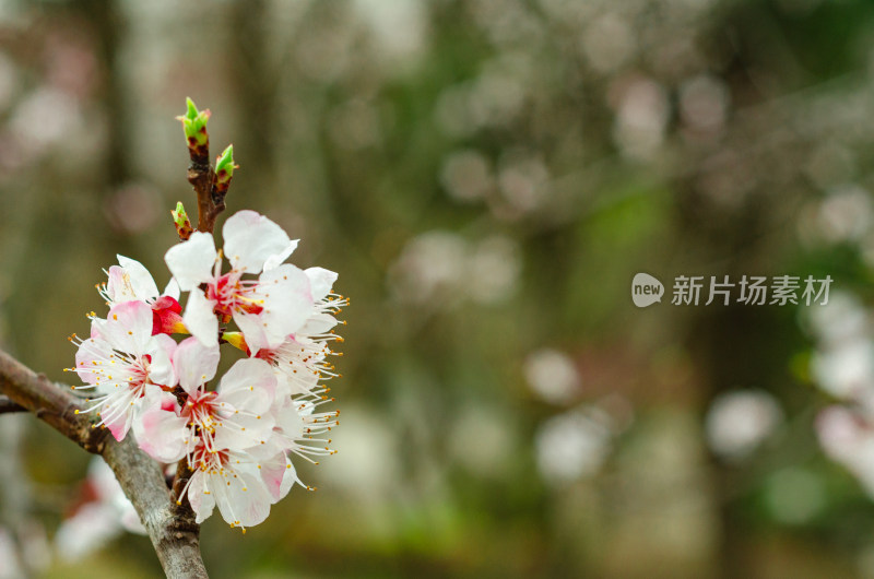 春光里，一簇明媚的杏花