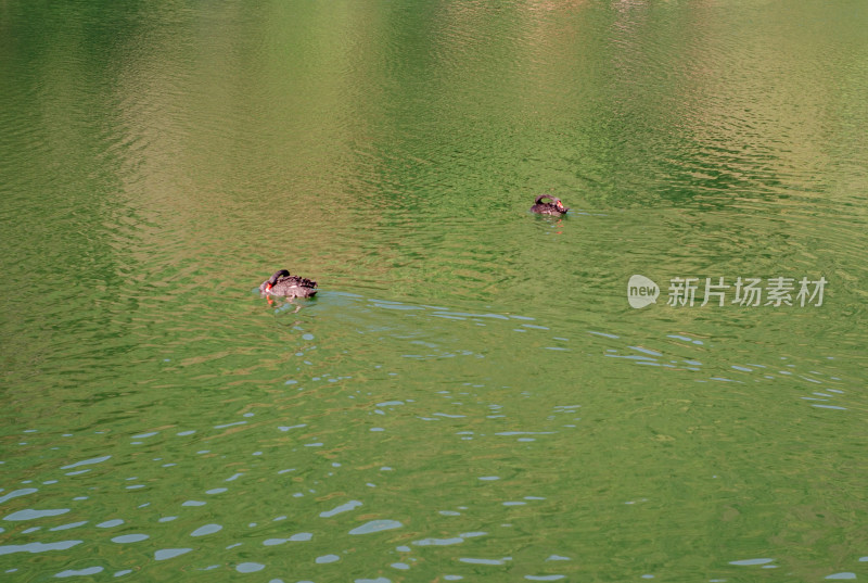福建省泉州清源山，天湖中游水的黑天鹅