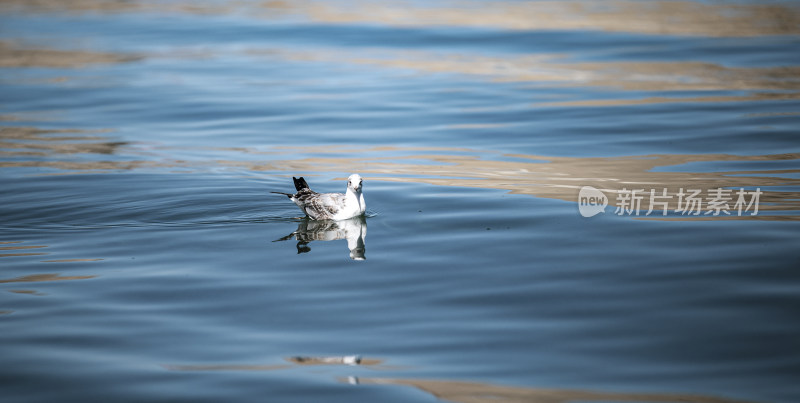 班公湖中的斑头雁