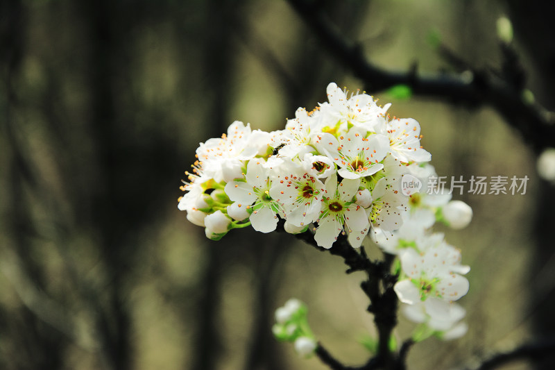 鲜花梨花盛开