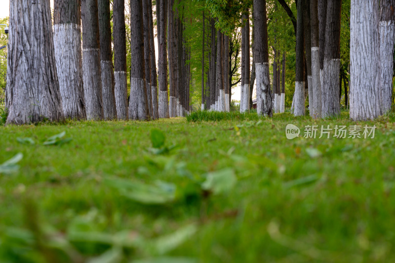 夏季城市公园中的杉树林