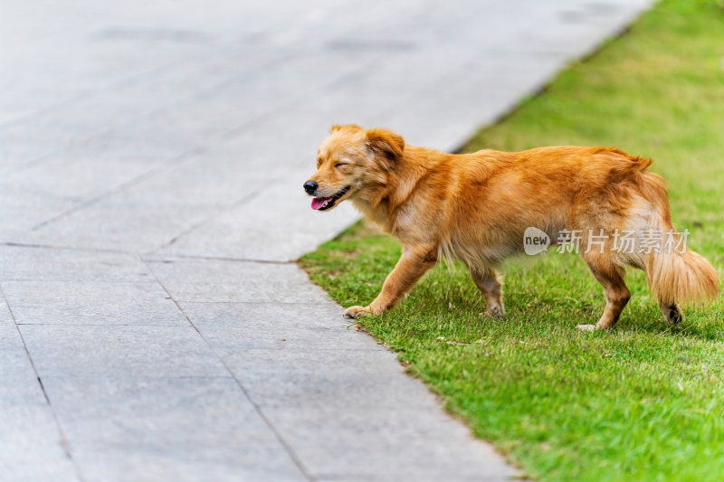 快乐的金毛猎犬在户外公园散步