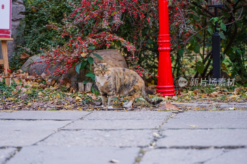 狸花猫走在公园乡村路上