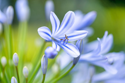 植物百子莲开花特写