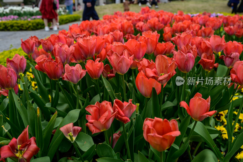 郁金香花卉景观