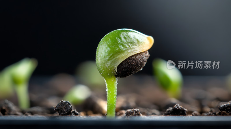 立春绿芽萌发希望自然生态壁纸背景图