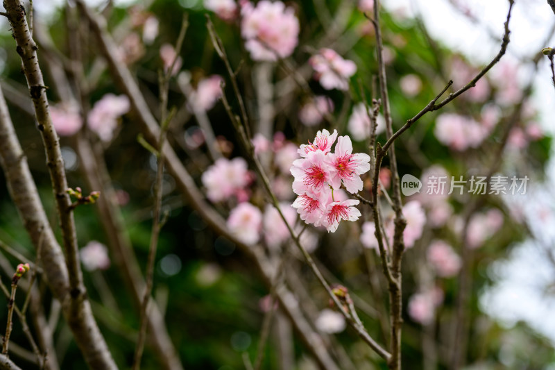 盛开的粉色樱花枝条