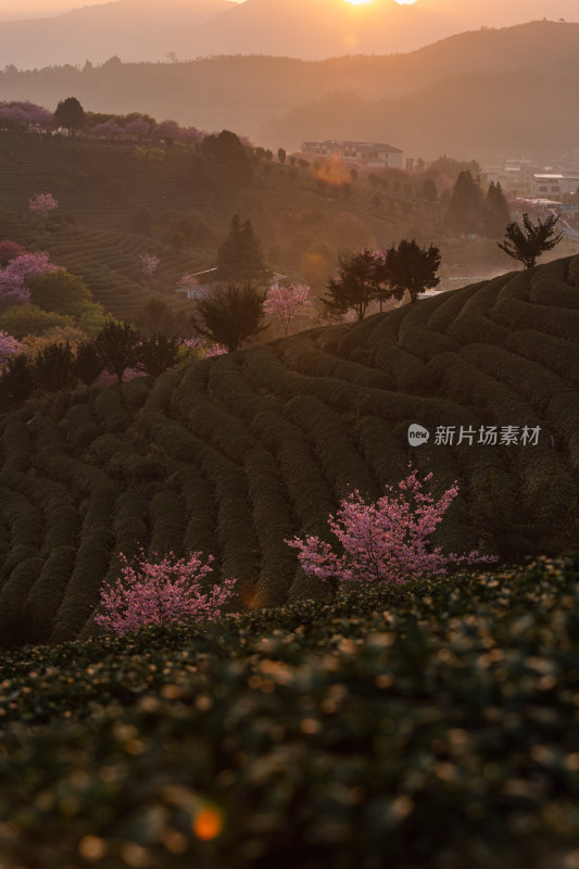 龙岩永福台品樱花茶园