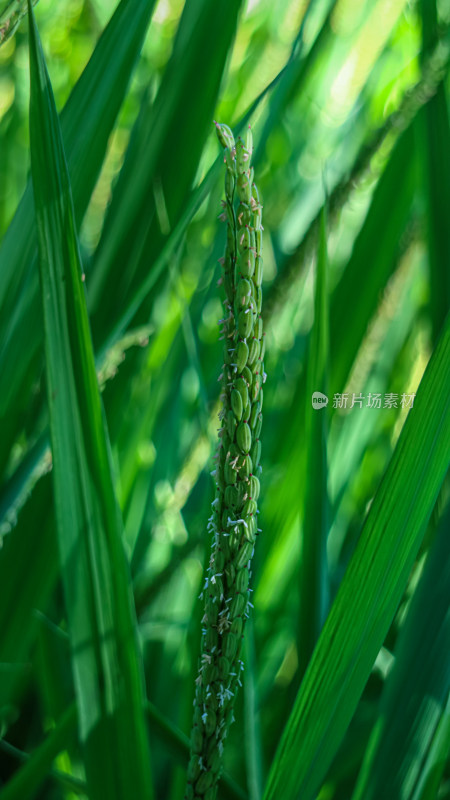 水稻特写镜头