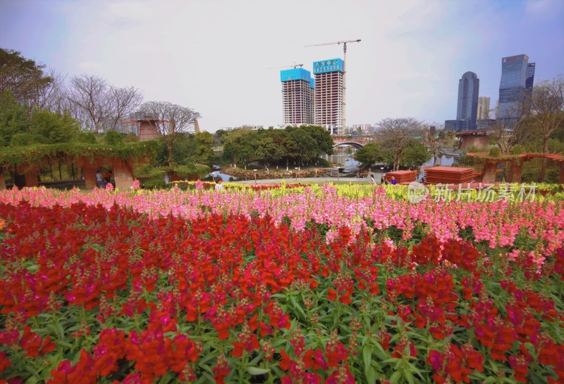 佛山市千灯湖公园金鱼草花海