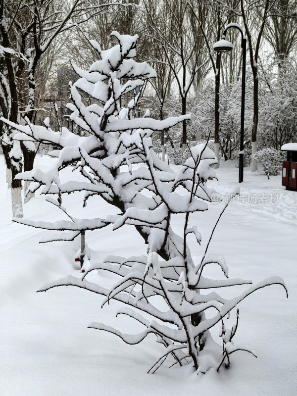 积雪覆盖树枝的冬日雪景