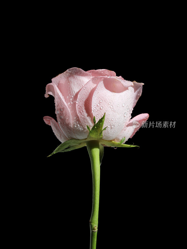黑色背景上的一朵粉色玫瑰花