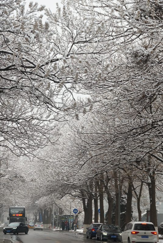 雪后城市街道两旁树木银装素裹