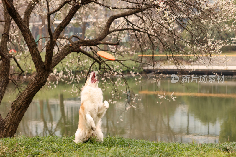 在草地上玩飞盘的边境牧羊犬