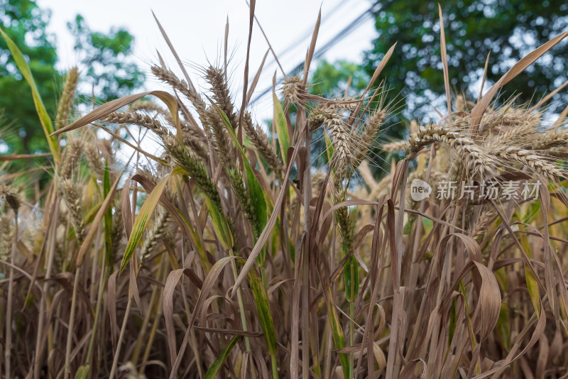 金色麦田麦穗