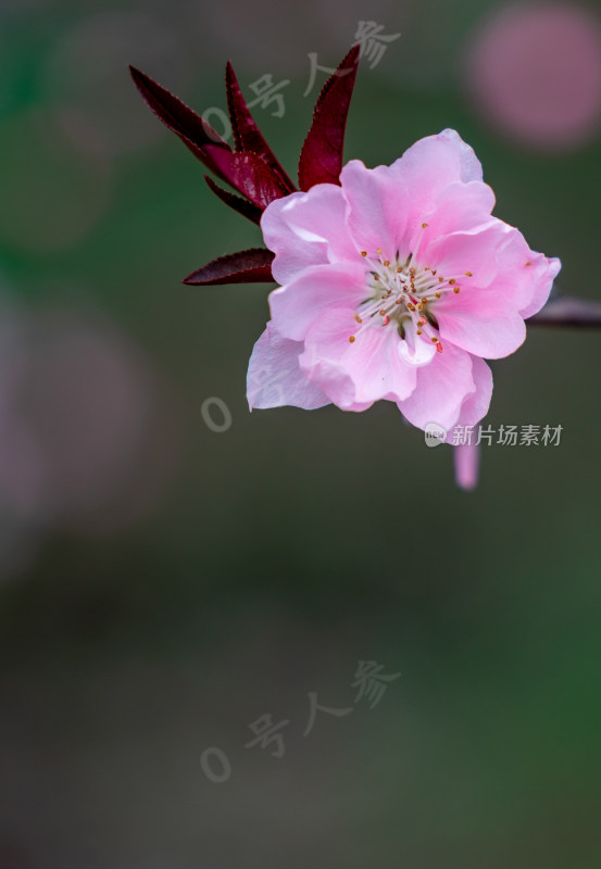 桃花樱花油菜花