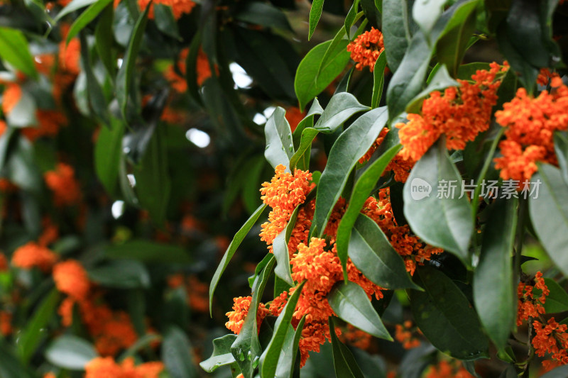 丹桂花枝背景实拍素材