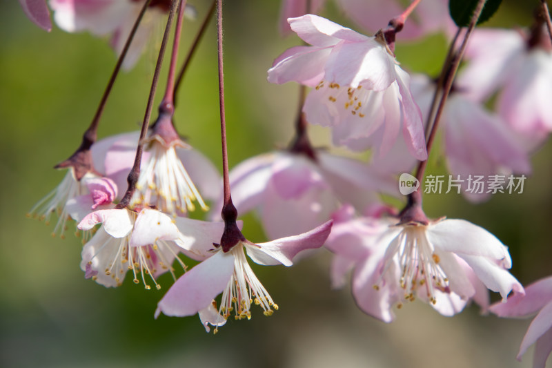 春天枝头绽放的粉红色垂丝海棠花