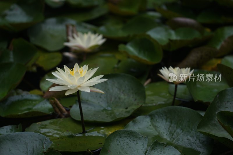 杭州风光 西湖风光