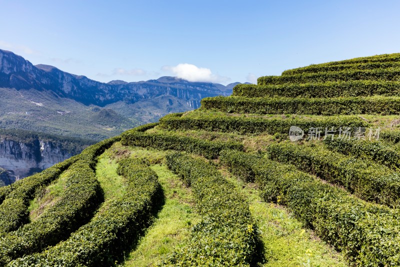 茶园湖北恩施中国