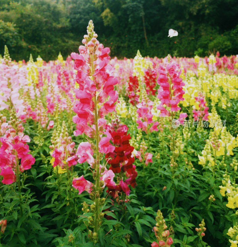 佛山市三山森林公园金鱼草花海