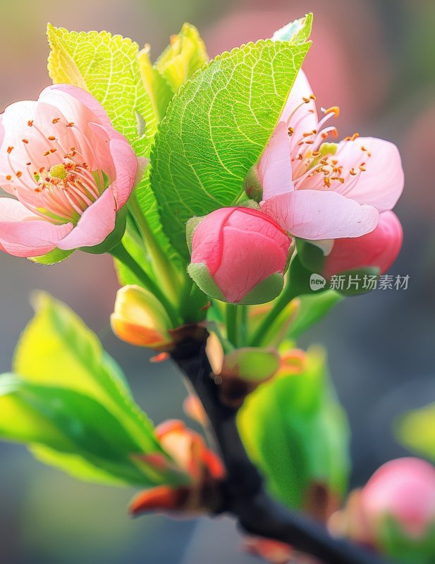 春日桃花盛开浪漫花朵清新花海背景