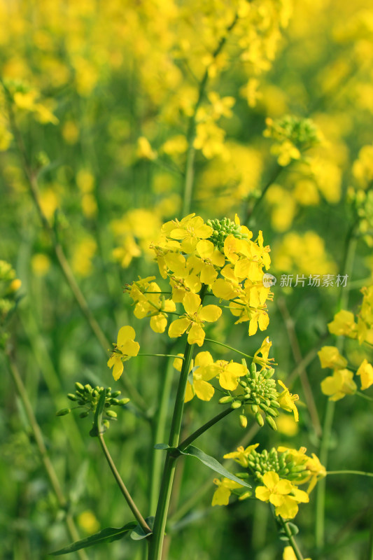 油菜花盛开