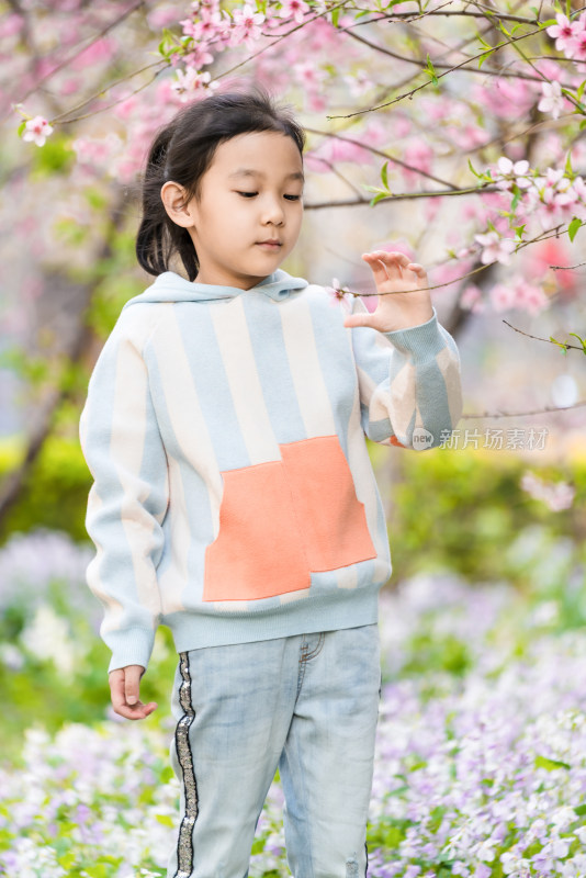 在盛开的桃树下欣赏桃花的女孩