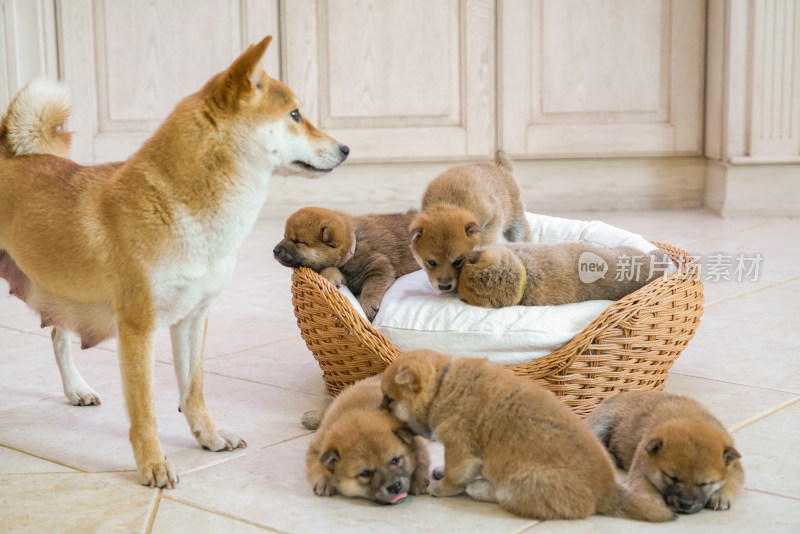 狗妈妈陪伴在孩子们身边