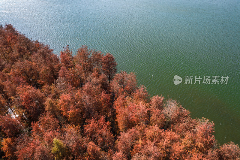 深圳大山陂水库水杉林秋色
